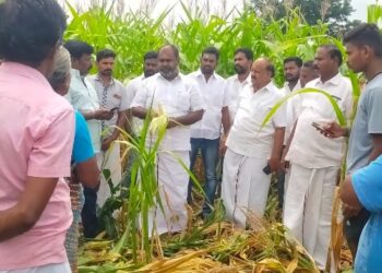 திருமங்கலம் அருகே 25 ஆயிரம் ஏக்கரில் நவதானிய பயிர்கள் சேதம்-ஆர்.பி.உதயகுமார் ஆய்வு