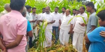 திருமங்கலம் அருகே 25 ஆயிரம் ஏக்கரில் நவதானிய பயிர்கள் சேதம்-ஆர்.பி.உதயகுமார் ஆய்வு