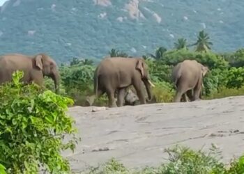 ஊருக்குள் புகுந்த காட்டு யானைகள் -தருமபுரி அருகே பொதுமக்கள் பீதி