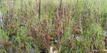 பயிர்கள் சேதம் அடைந்ததற்கு இழப்பீடு வழங்க வேண்டும்-விவசாயிகள் வலியுறுத்தல்