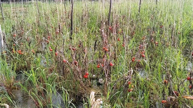 பயிர்கள் சேதம் அடைந்ததற்கு இழப்பீடு வழங்க வேண்டும்-விவசாயிகள் வலியுறுத்தல்