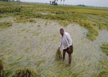 கொடைக்கானலில் கொட்டி தீர்த்த கனமழை-தாழ்வான பகுதிகளில் பயிரிடப்பட்ட பயிர்கள் சேதம்