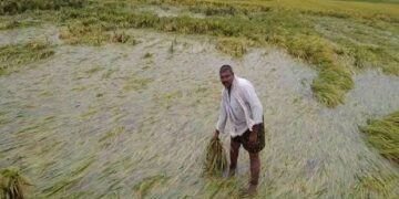 கொடைக்கானலில் கொட்டி தீர்த்த கனமழை-தாழ்வான பகுதிகளில் பயிரிடப்பட்ட பயிர்கள் சேதம்