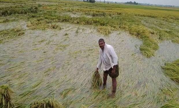 கொடைக்கானலில் கொட்டி தீர்த்த கனமழை-தாழ்வான பகுதிகளில் பயிரிடப்பட்ட பயிர்கள் சேதம்