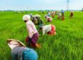 விவசாயிகளுக்கு ரூ. 17,000 கோடிபயிர்க்கடன் – வேளாண் பட்ஜெட்டில் அறிவிப்பு