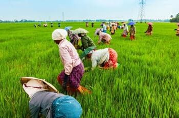 விவசாயிகளுக்கு ரூ. 17,000 கோடிபயிர்க்கடன் – வேளாண் பட்ஜெட்டில் அறிவிப்பு
