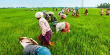 விவசாயிகளுக்கு ரூ. 17,000 கோடிபயிர்க்கடன் – வேளாண் பட்ஜெட்டில் அறிவிப்பு