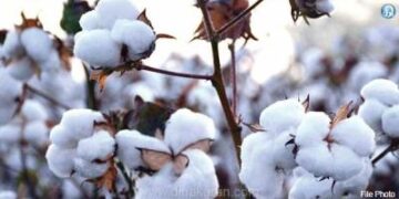 தொடர் பஞ்சு விலை உயர்வால் நூல் விலையும் அதிகரிப்பு: ஜவுளி ஏற்றுமதி வர்த்தகம் பாதிப்பு