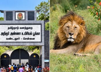 வண்டலூர் உயிரியல் பூங்காவில் சிங்கம், மான் சஃபாரி சேவை அக்.14 வரை நிறுத்தம்!