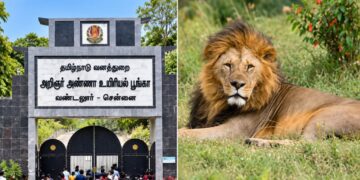 வண்டலூர் உயிரியல் பூங்காவில் சிங்கம், மான் சஃபாரி சேவை அக்.14 வரை நிறுத்தம்!