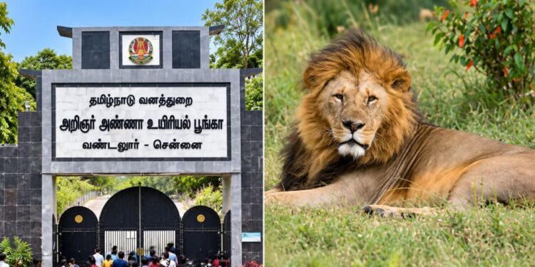 வண்டலூர் உயிரியல் பூங்காவில் சிங்கம், மான் சஃபாரி சேவை அக்.14 வரை நிறுத்தம்!